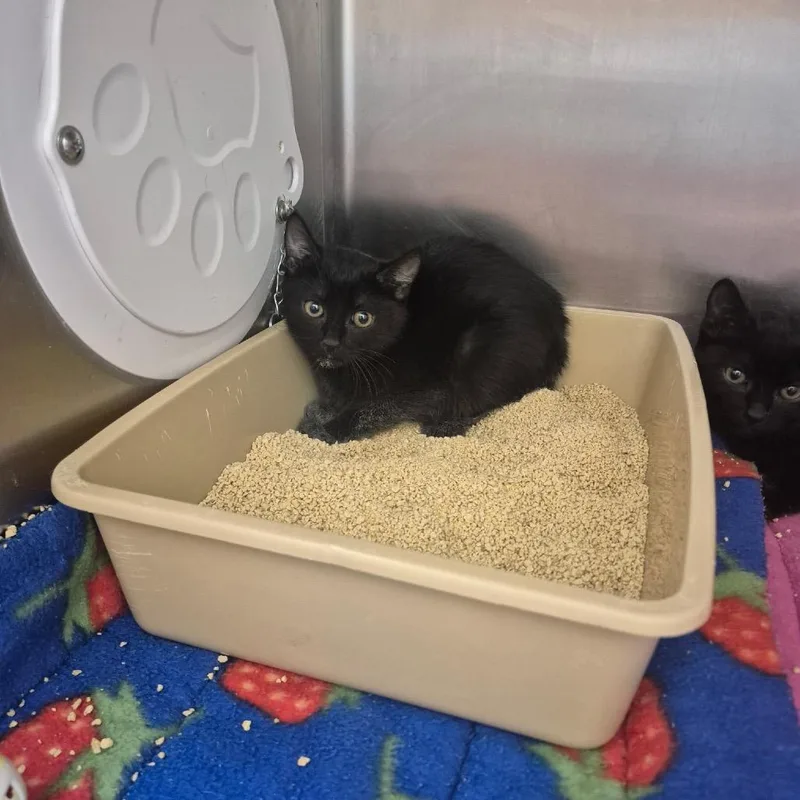 A baby small-sized female Black Domestic Short Hair cat named Wikka for adoption in Upland, CA