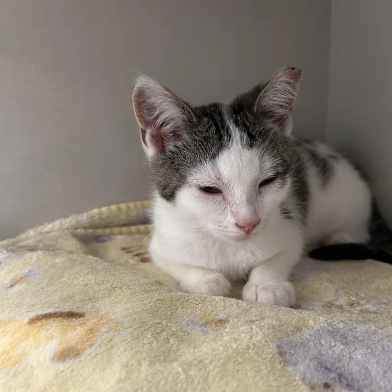 A baby small-sized female White Domestic Short Hair cat named Fiji for adoption in Middletown, NY
