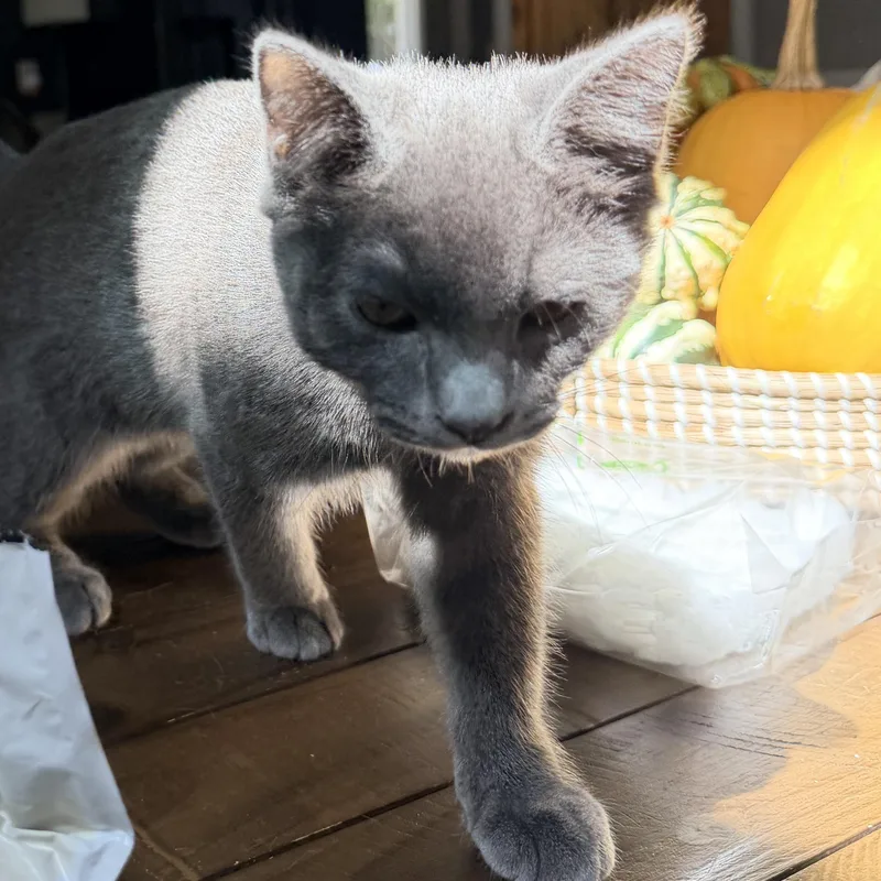 A young medium-sized female Gray / Blue / Silver Domestic Short Hair cat named Sassafrass for adoption in DICKSON, TN