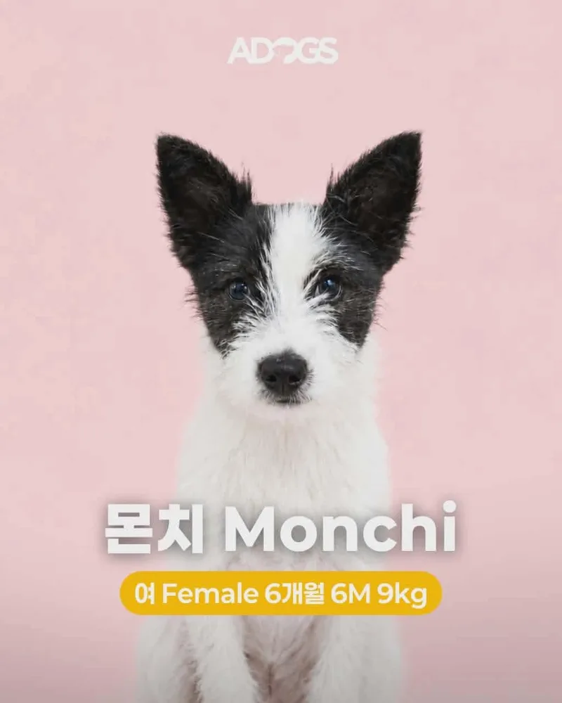A baby small-sized female Jack Russell Terrier dog named Monchi for adoption in Agoura Hills, CA