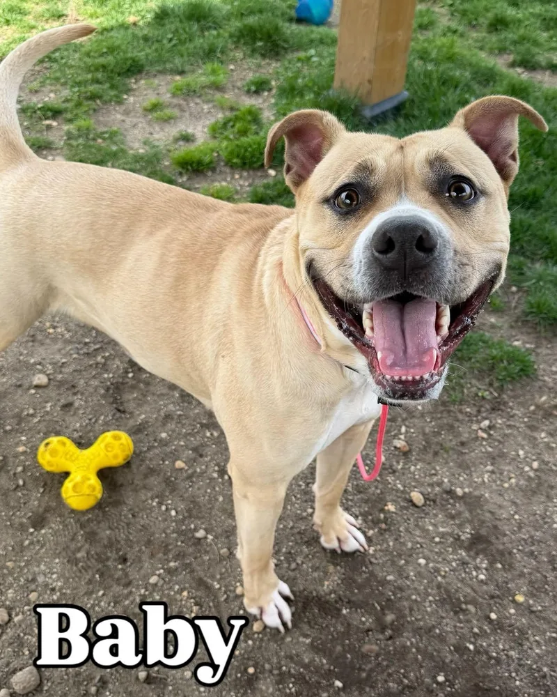 A young large-sized female White / Cream Pit Bull Terrier dog named Baby Tag for adoption in Central Islip, NY