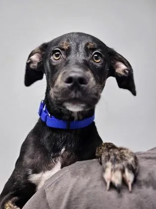 A baby medium-sized male Mixed Breed dog named Apollo for adoption in West Chester, PA