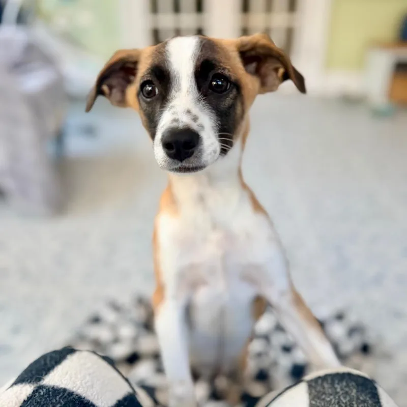 A baby medium-sized male Brown / Chocolate Jack Russell Terrier dog named Bowie for adoption in La Grange, KY
