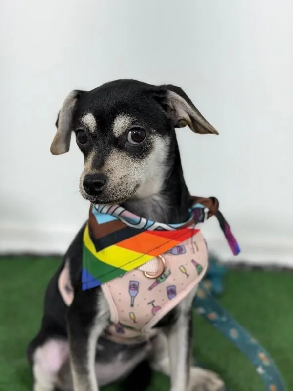 A baby small-sized female Black Chihuahua dog named Buttercup for adoption in Carlsbad, CA
