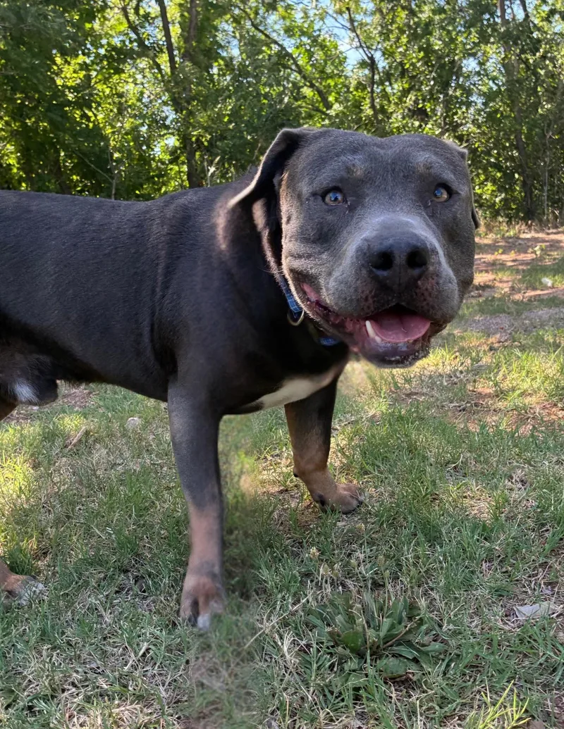 An adult large-sized male Gray / Blue / Silver American Staffordshire Terrier dog named Roscoe for adoption in Oklahoma City, OK