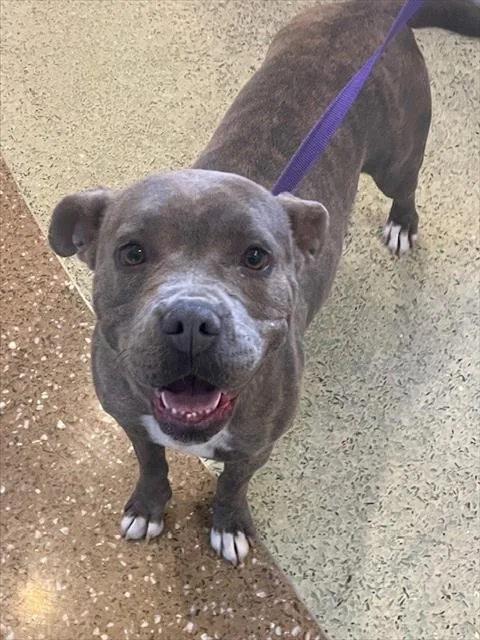An adult medium-sized female Pit Bull Terrier dog named Chilli for adoption in Riverside, CA