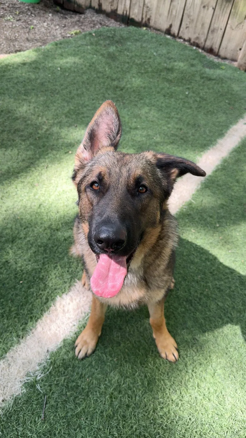 A young medium-sized male German Shepherd Dog dog named Duke for adoption in Leavenworth, KS