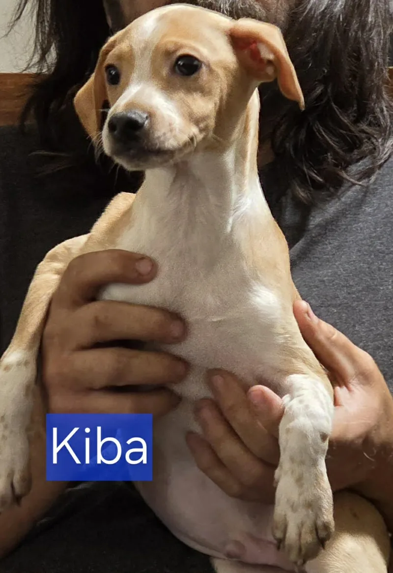 A baby small-sized male Chihuahua dog named Kiba for adoption in Minneapolis, MN