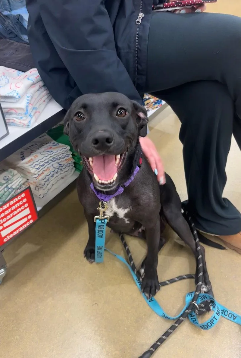 A young medium-sized female Labrador Retriever dog named Jade for adoption in GILBERTS, IL