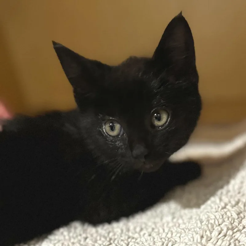 A baby small-sized male Black Domestic Short Hair cat named Strange Orange for adoption in Washington Township, OH
