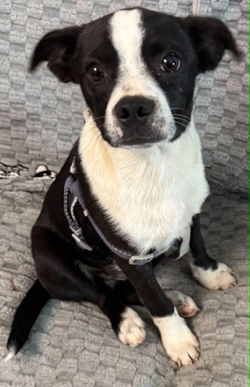 A baby small-sized male Boston Terrier dog named Benjimin for adoption in Hop Bottom, PA