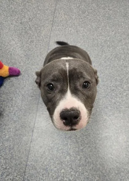 An adult large-sized female Pit Bull Terrier dog named Darlene for adoption in Westland, MI