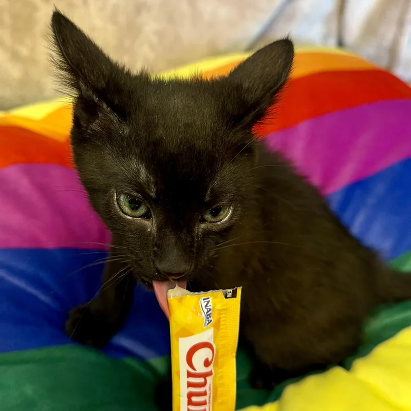 A baby medium-sized male Black Domestic Short Hair cat named Creek for adoption in Tampa, FL