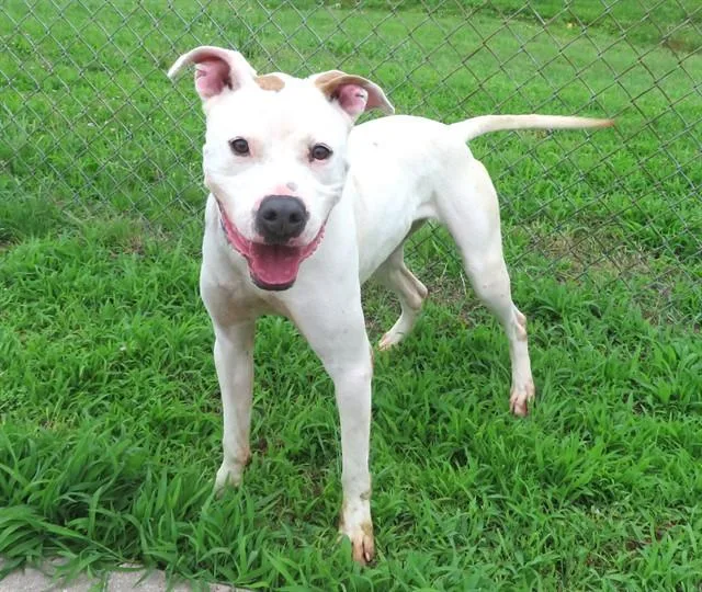 A young small-sized male Staffordshire Bull Terrier dog named Blanket for adoption in Oklahoma City, OK