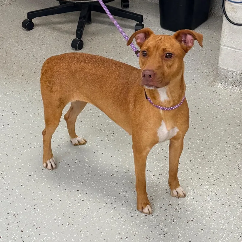 An adult medium-sized female Red / Chestnut / Orange Vizsla dog named Melon for adoption in Indianapolis, IN