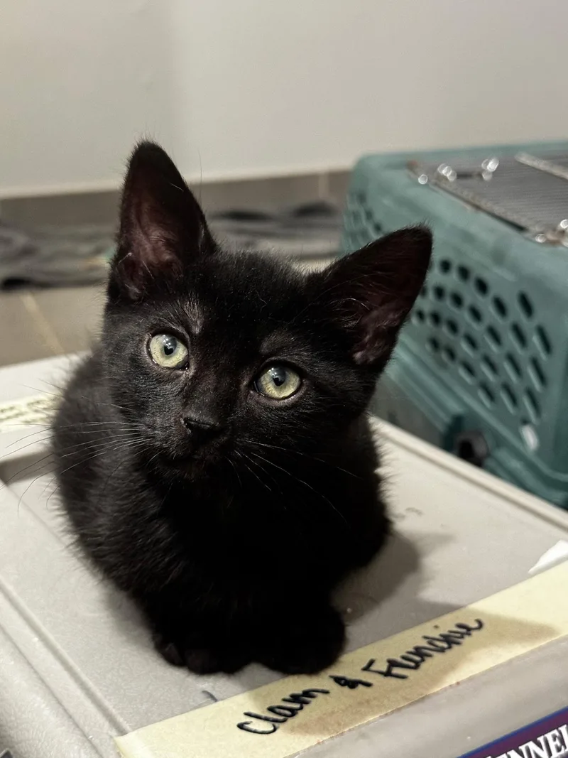 A baby medium-sized male Black Domestic Short Hair cat named Clam for adoption in Pacific Palisades, CA