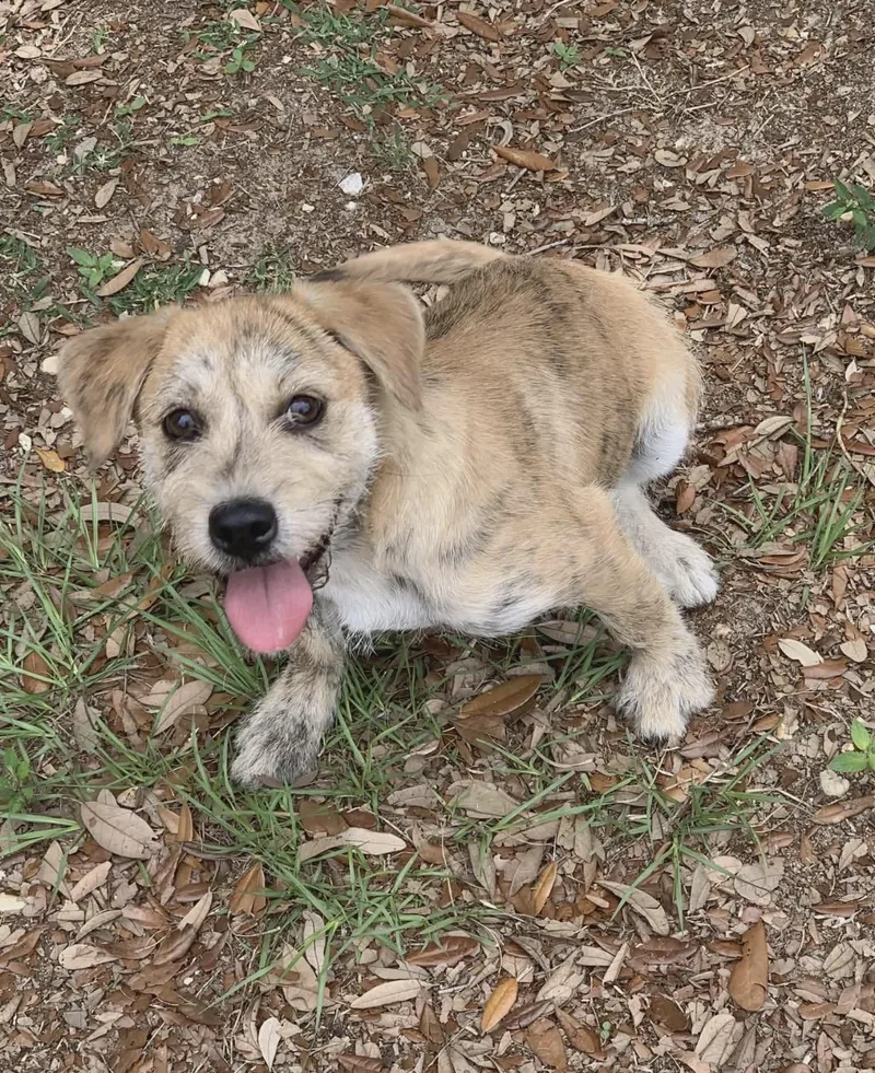 A baby medium-sized male Terrier dog named Lorenzo for adoption in Milton, FL