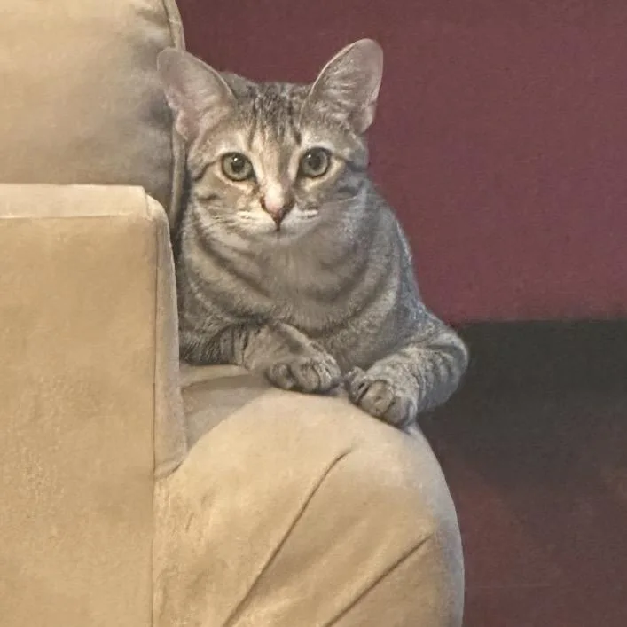 A young small-sized female Brown / Chocolate Domestic Short Hair cat named Sandy for adoption in Fayetteville, GA