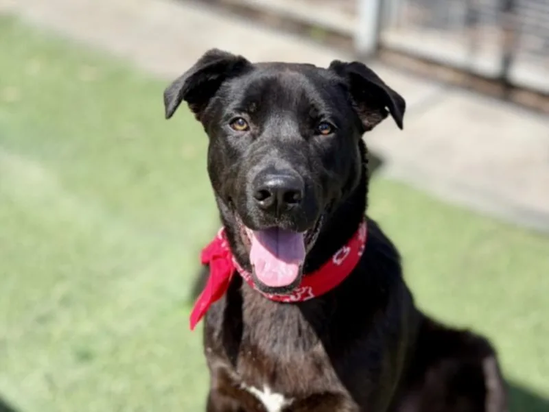 A young large-sized male Labrador Retriever dog named Coco for adoption in San Pedro, CA
