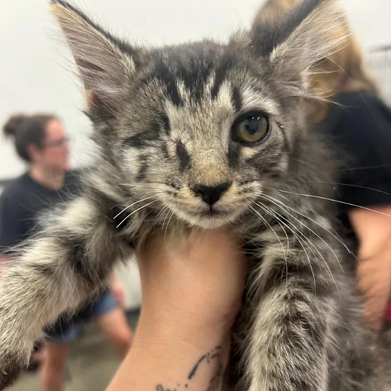 A baby small-sized male Brown / Chocolate Domestic Short Hair cat named Uno for adoption in Irwin, PA