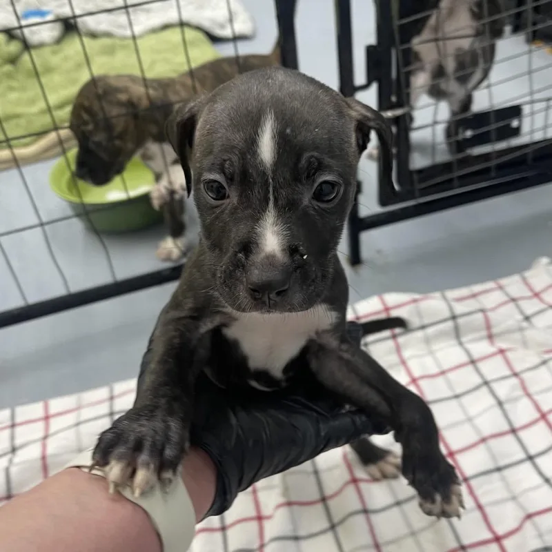 A baby small-sized female Brindle Hound dog named Maggie Mae for adoption in Henderson, KY