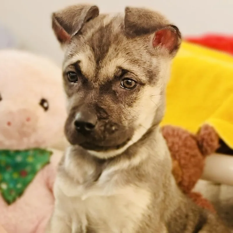 Butterscotch thumbnail 2