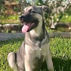 Butterscotch thumbnail 4