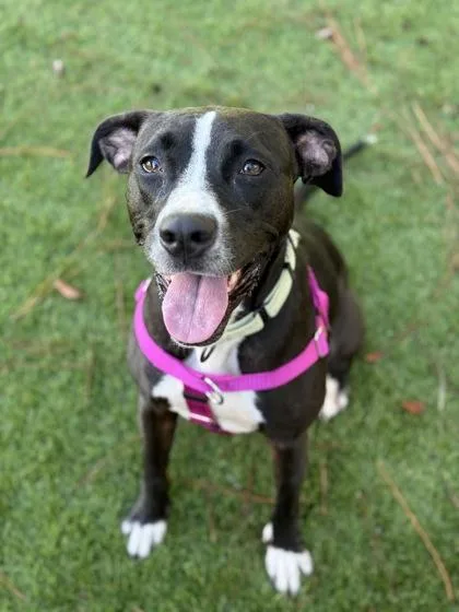A young medium-sized female Mixed Breed dog named Dehlilah for adoption in Daytona Beach, FL
