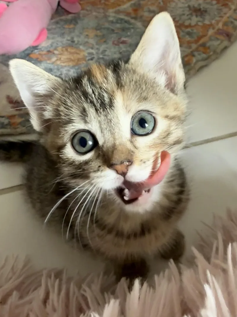 A baby medium-sized female Tabby (Tiger Striped) Domestic Short Hair cat named Jess for adoption in Montclair, NJ