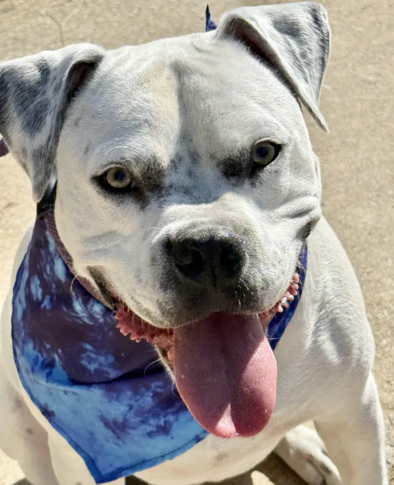 An adult medium-sized male White / Cream American Bully dog named Baloo for adoption in Levelland, TX
