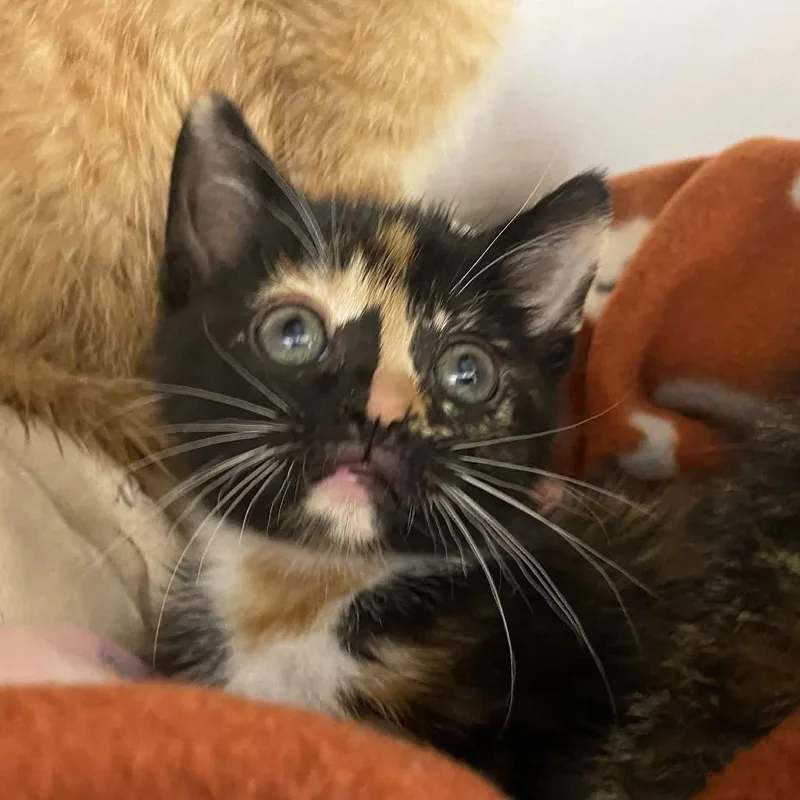 Petal Panic thumbnail 2