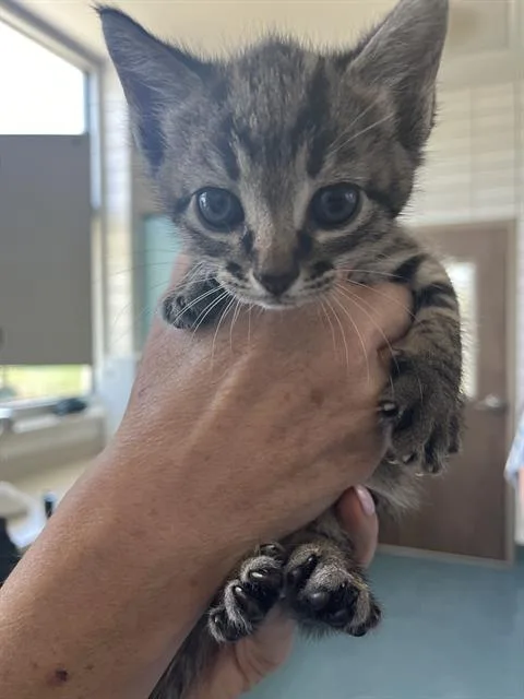 A baby small-sized female Domestic Short Hair cat named Diana for adoption in Pearland, TX