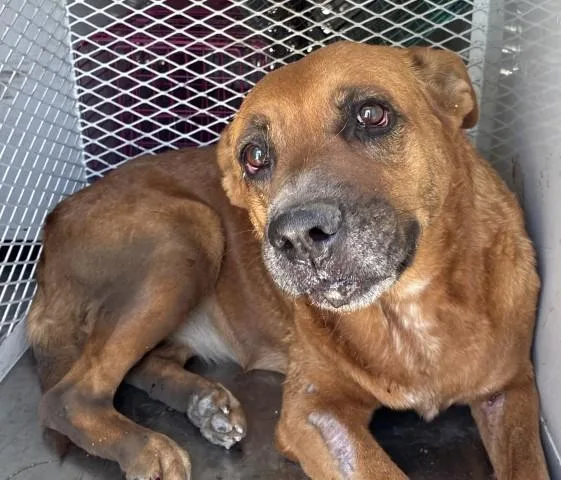 An adult large-sized male Pit Bull Terrier dog named A for adoption in Bakersfield, CA