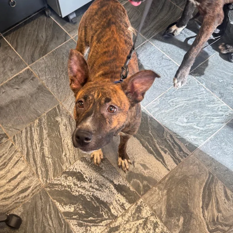 An adult medium-sized female Brindle Labrador Retriever dog named Missy for adoption in Clearwater, FL