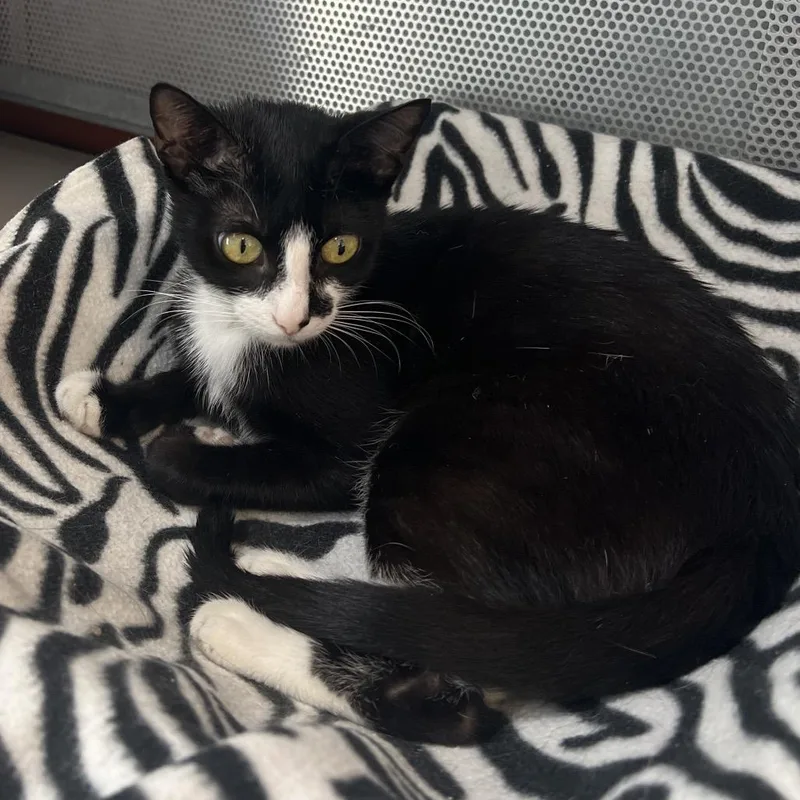 A young medium-sized female Black Domestic Short Hair cat named Belle for adoption in Sarasota, FL