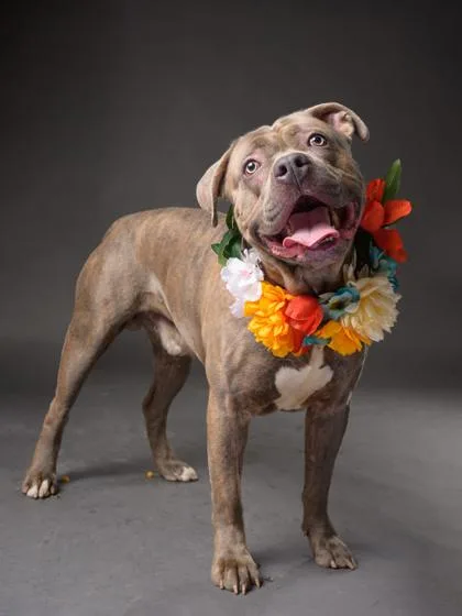 An adult large-sized male Mixed Breed dog named Cogsworth for adoption in Atlanta, GA