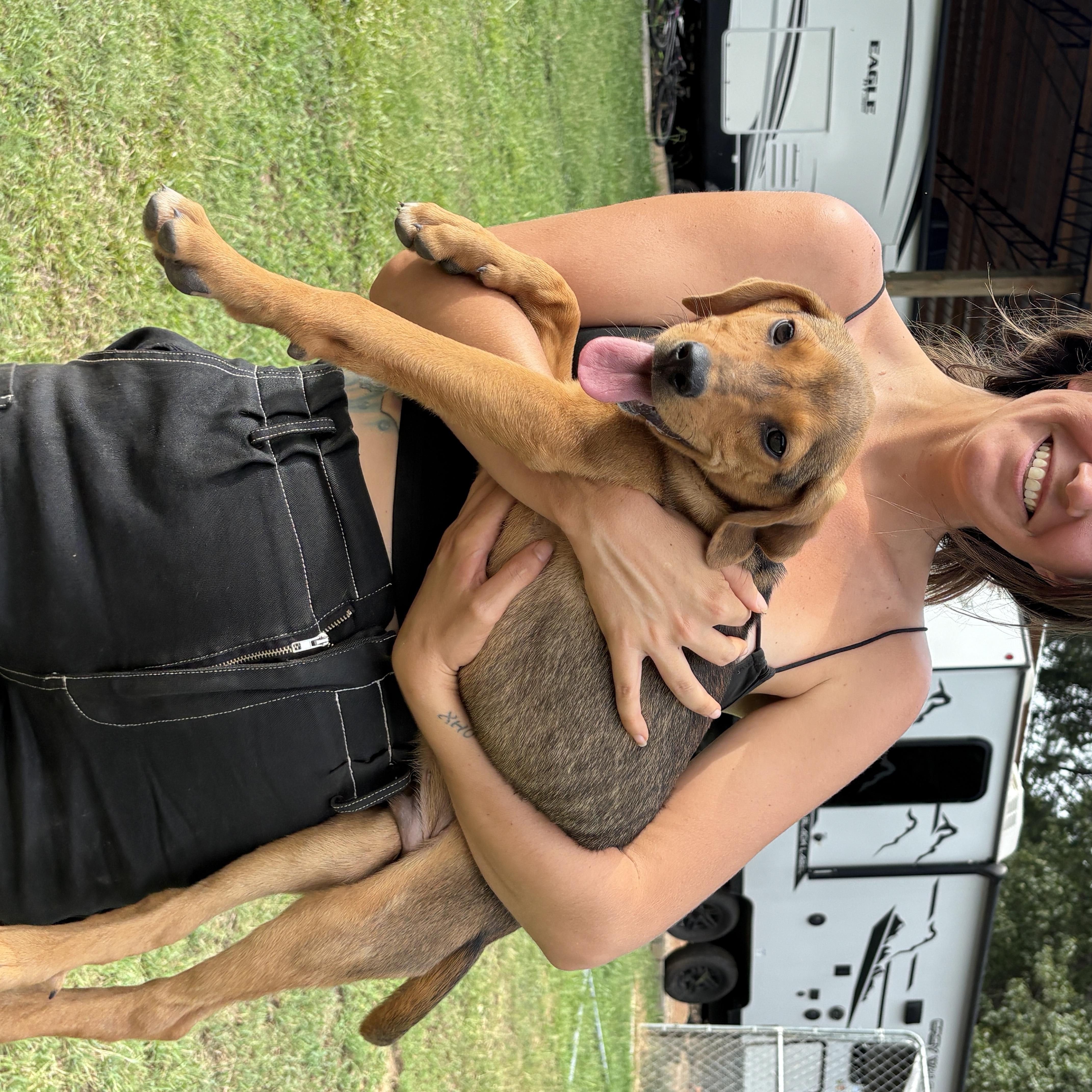 A baby medium-sized male Beagle dog named Ollie for adoption in polkton, NC
