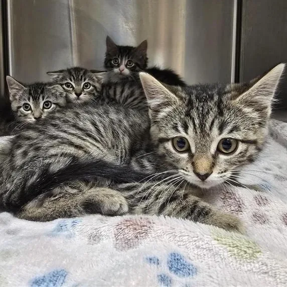 A baby medium-sized male Tabby (Brown / Chocolate) Domestic Short Hair cat named Bevard for adoption in Prince Frederick, MD