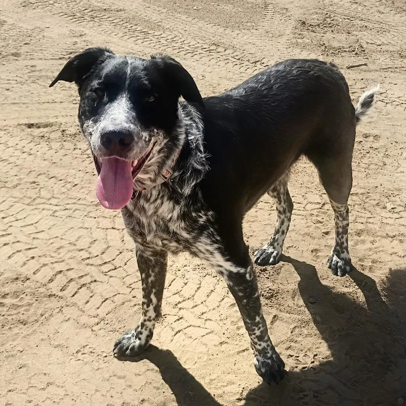 Sampson