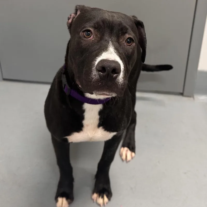 An adult medium-sized female Black Terrier dog named Blossom for adoption in Mount Vernon, IN