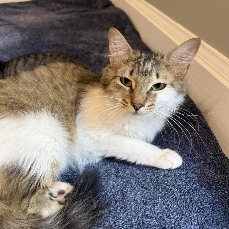An adult medium-sized female Domestic Short Hair cat named Libby for adoption in Cumming, GA