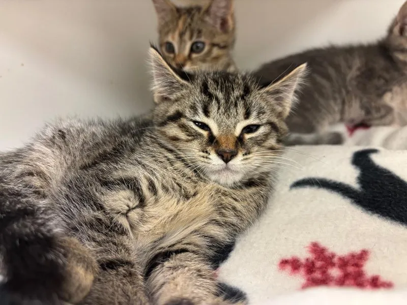 A baby small-sized male Domestic Short Hair cat named Axel for adoption in Johnson City, TN