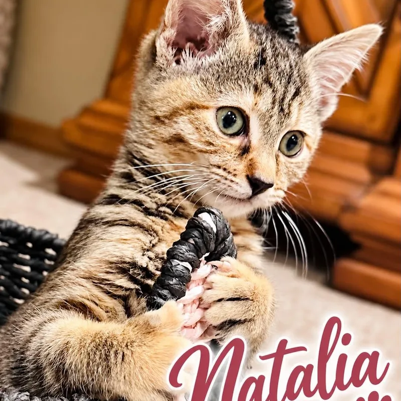 A baby medium-sized female Tabby (Brown / Chocolate) Tabby cat named Natalia for adoption in Wyandotte, MI