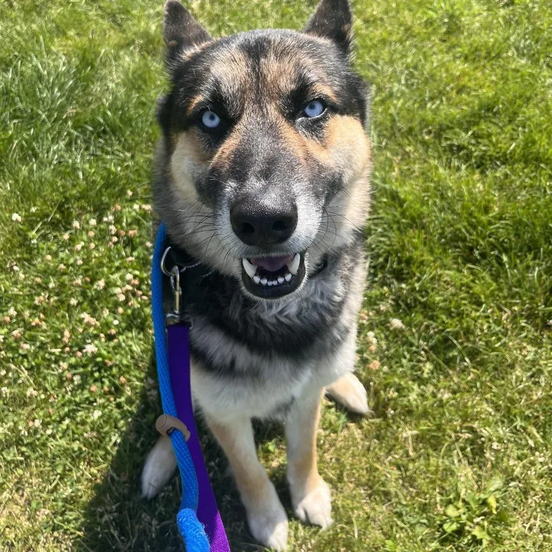 An adult large-sized male Black Shepherd dog named Franz Ferdinand for adoption in Matteson, IL