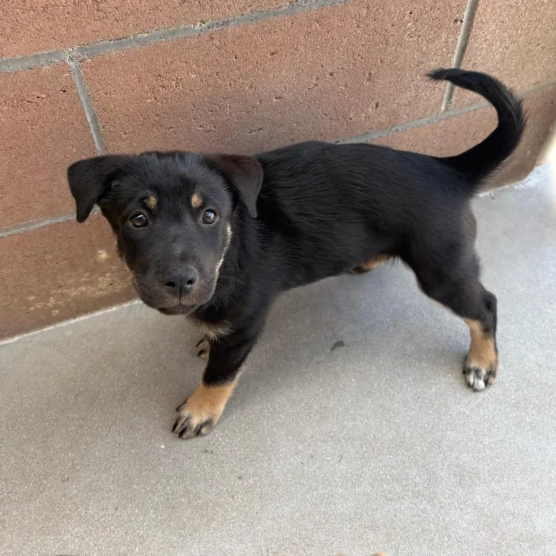 A baby small-sized male Black Shepherd dog named Gene for adoption in Santa Barbara, CA