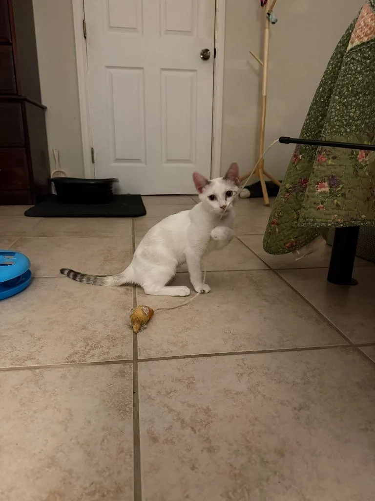 A baby small-sized female Siamese cat named Wynter Snow for adoption in San Antonio, TX