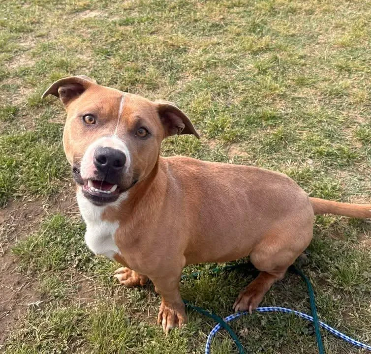 An adult medium-sized male Brown / Chocolate Mixed Breed dog named Conner for adoption in Mullins, SC