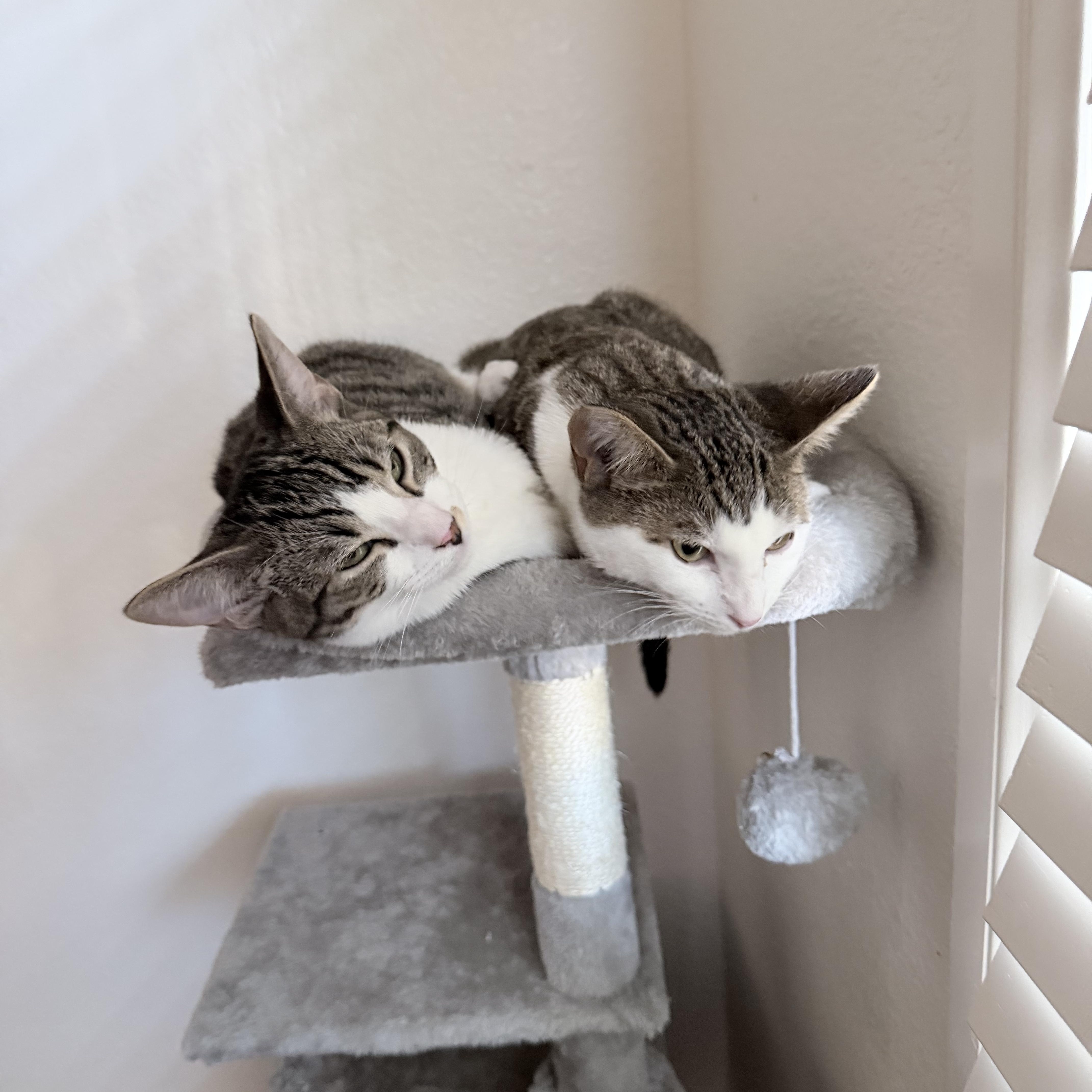 A young medium-sized male White Domestic Short Hair cat named Lloyd [Christmas] for adoption in Santa Monica, CA