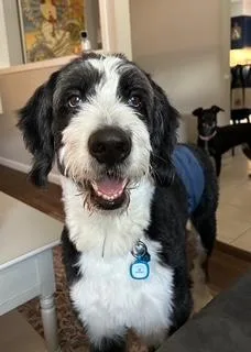 An adult large-sized male Black Bernese Mountain Dog dog named Maxwell for adoption in Wichita, KS
