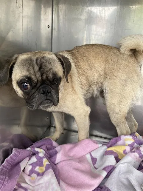 An adult small-sized male Pug dog named Pudge for adoption in Dallas, TX